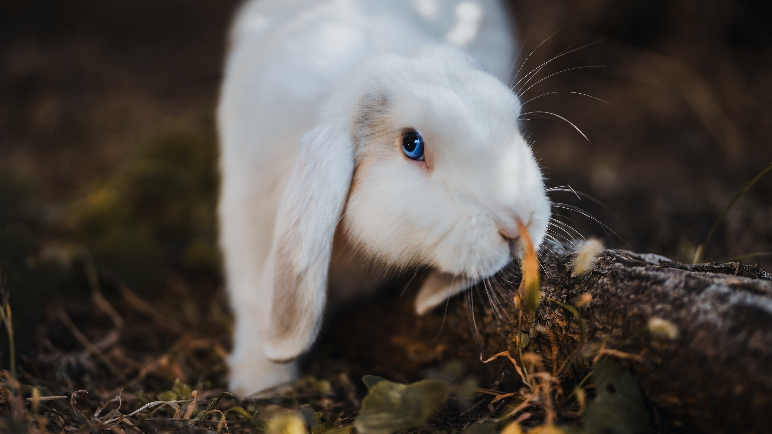 战术的胜利,塞内加尔如何用体系绞杀乌拉圭,帕尔默一锤定音