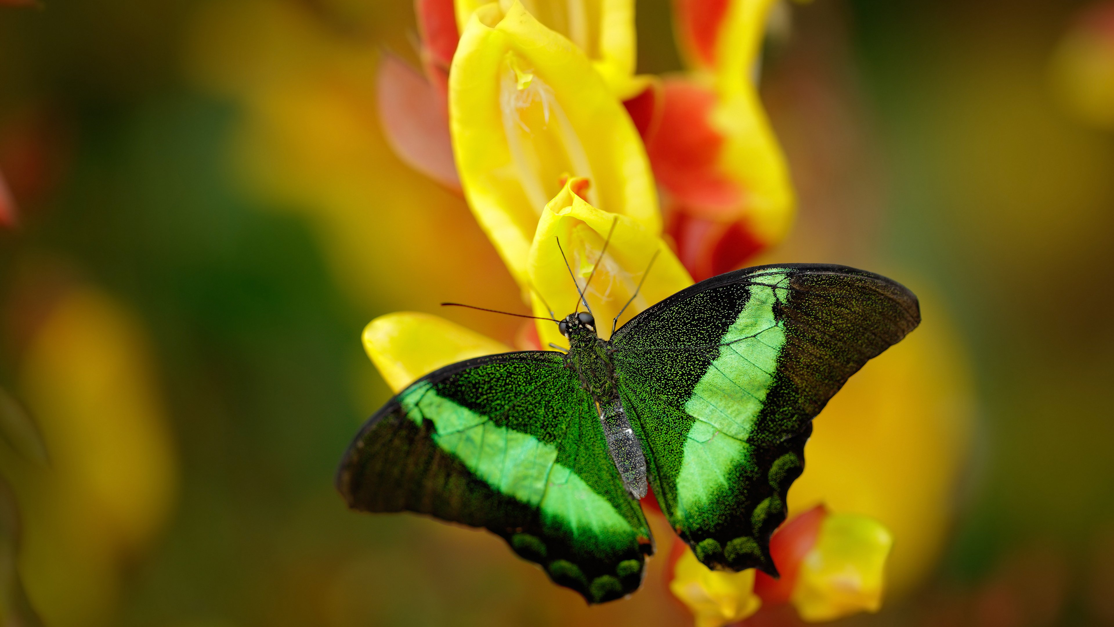 绿茵之外,英超争冠战与中阿足球产业发展的另类对决