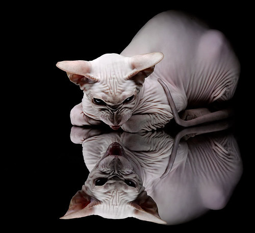 拉梅洛,从麦迪逊的暗影到骑士面前的终结者