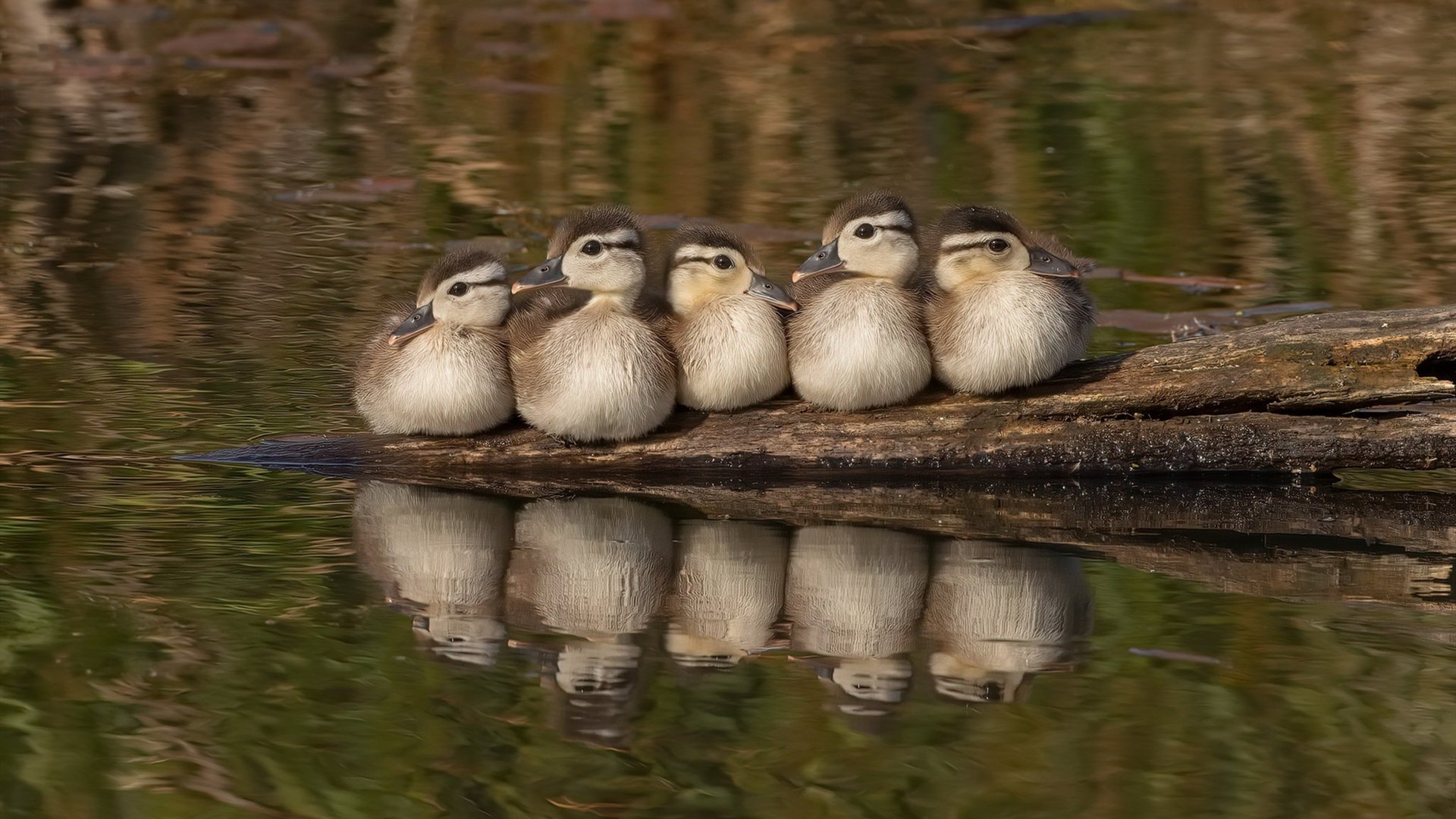 龙火交锋，猛龙力克热火，年度焦点之战的战术革命与激情烙印
