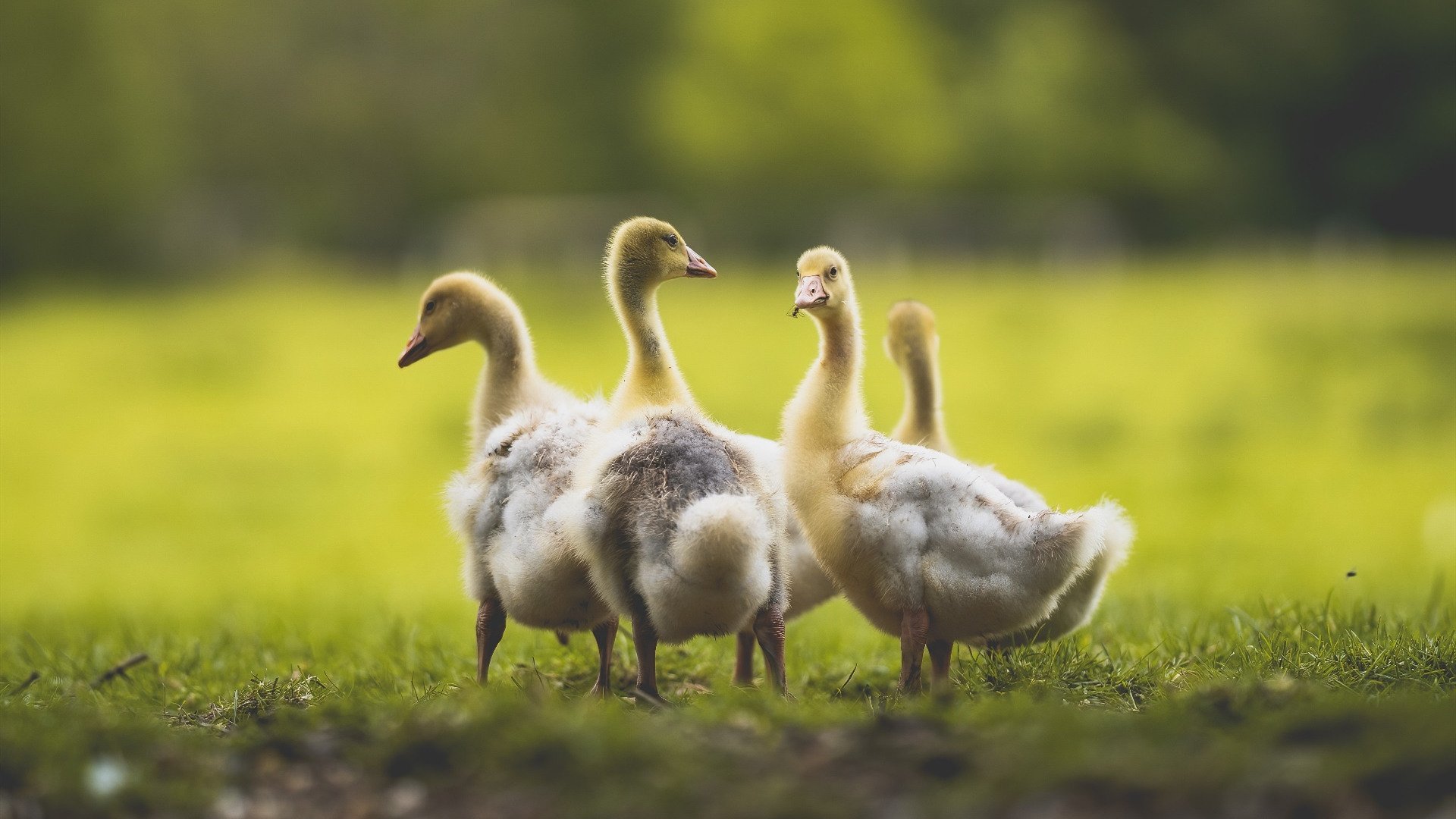 钢铁森林法则,公牛如何用窒息防守让灰熊撞上移动长城