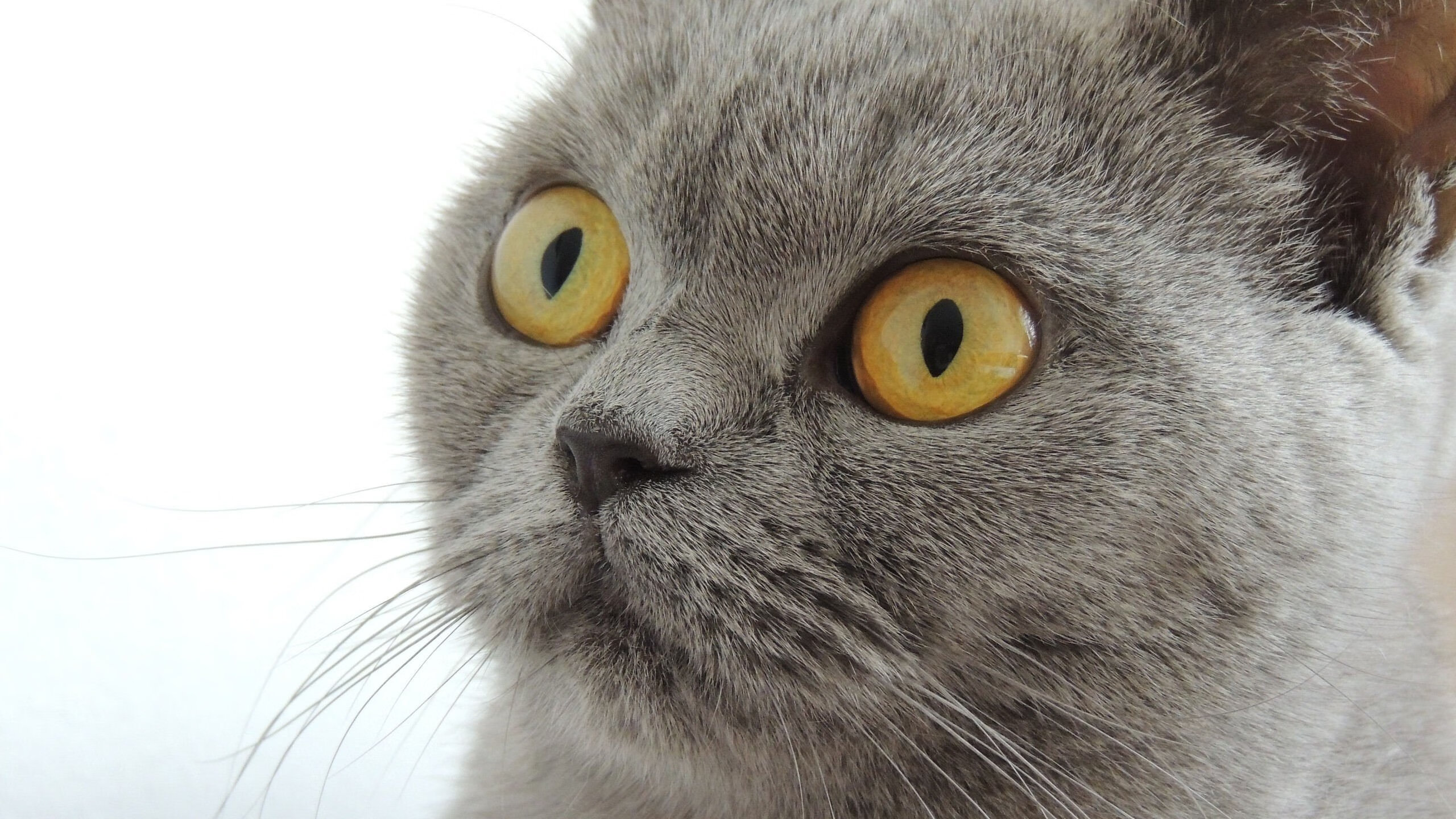 潮汐锁定，当塔图姆的得分成为规律，老鹰用集体智慧诠释另一种唯一