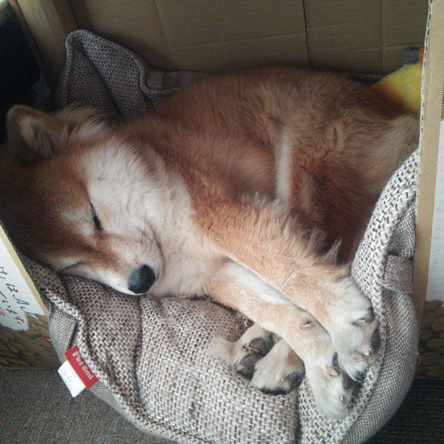 赛道上的威斯特法伦奇迹，当F1争冠变成多特蒙德终结巴拉圭式的终极对决