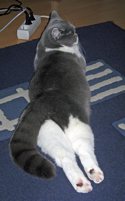 双线奏凯，拉什福德主宰梦剧场，利物浦欧战轻取挪威劲旅