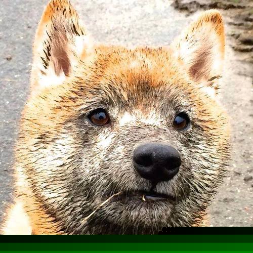 跨越疆界的拼搏,欧冠生死一夜与天山脚下的骑士精神