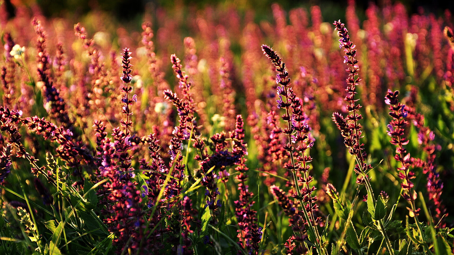 不同的逆流,相同的航道,日本爆冷与迪马利亚封神的唯一性叙事