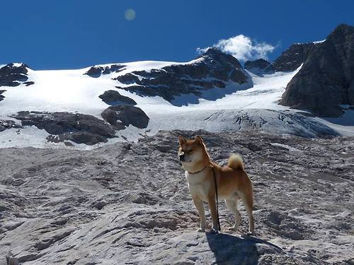 鹈鹕奇阵封印绿军，西亚卡姆攻防两端的历史级演出