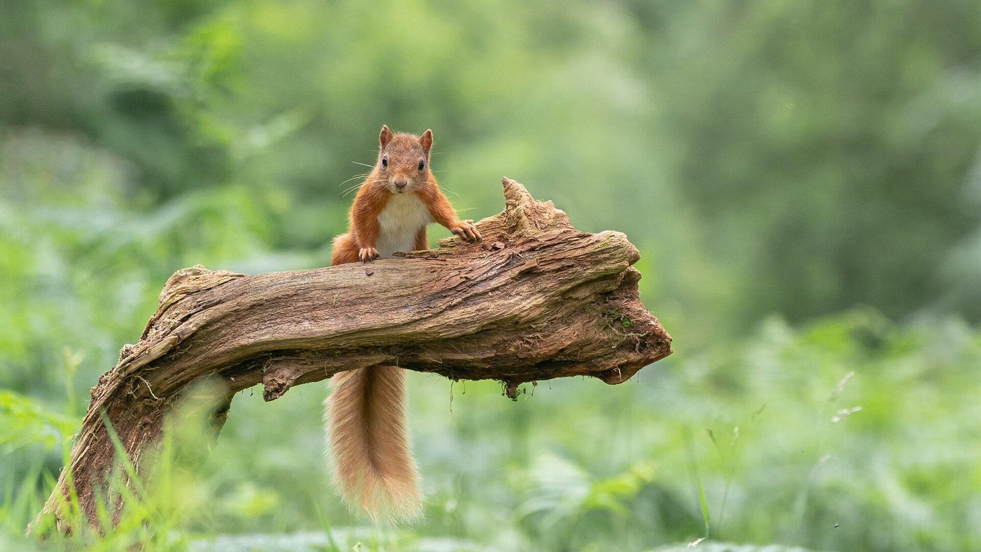 心跳的唯一主人，西决生死战之夜，库里与勇士的心率同步