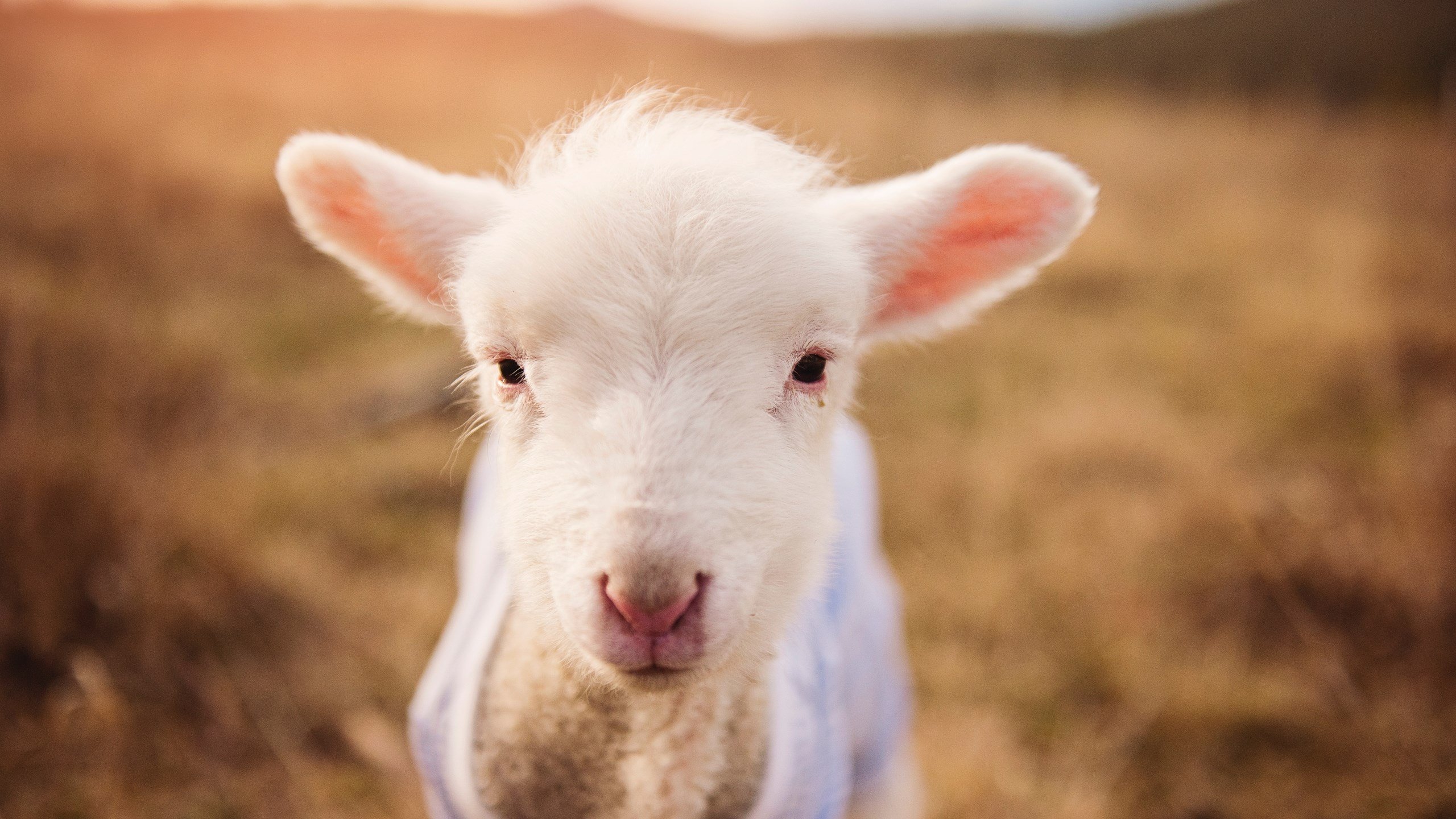 体系与灵光，当莱比锡的战术铁幕遭遇马丁内利的唯一性爆发