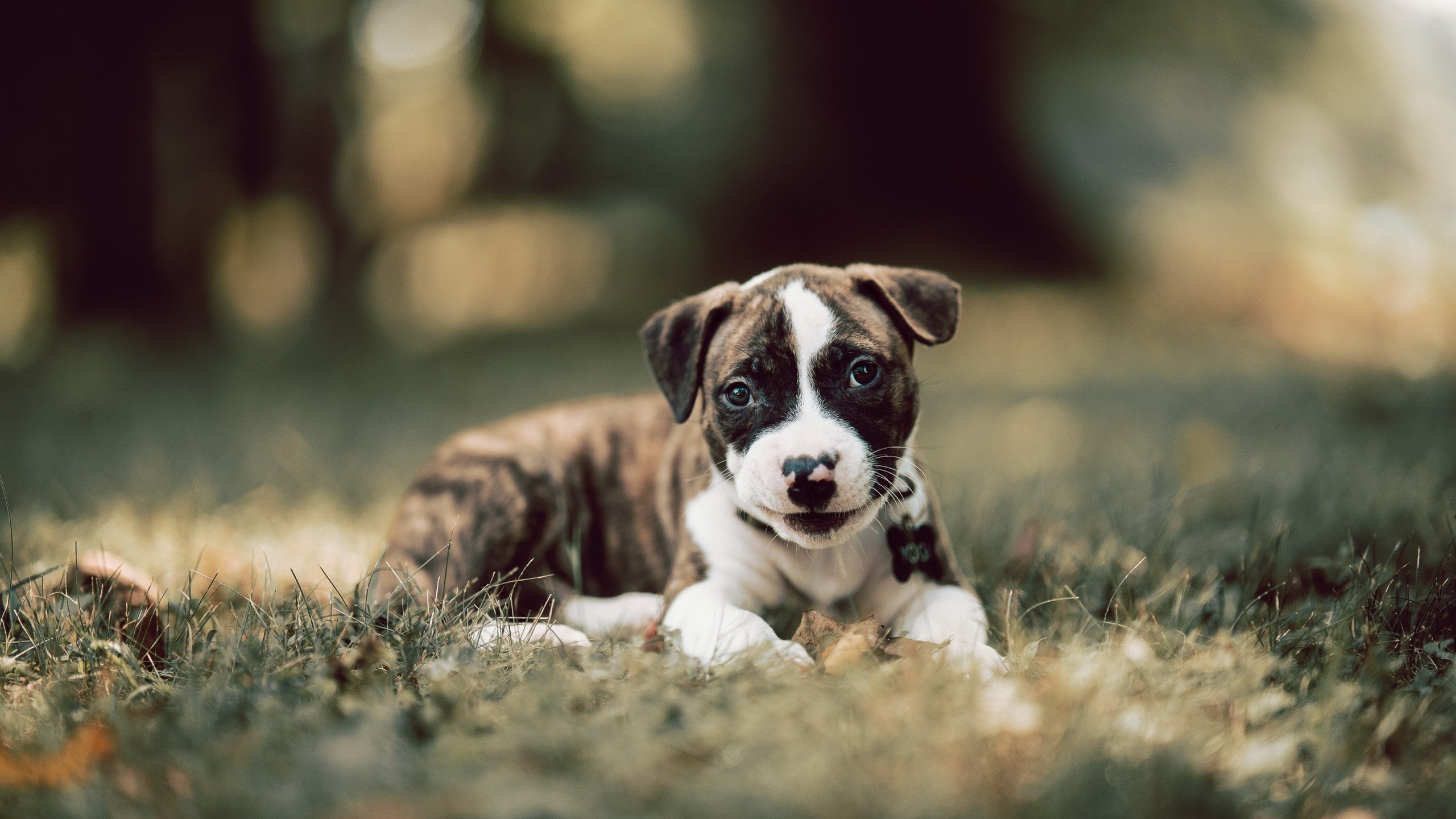 独臂擎天的钢铁巨人,切特在步行者鏖战火箭的史诗之夜