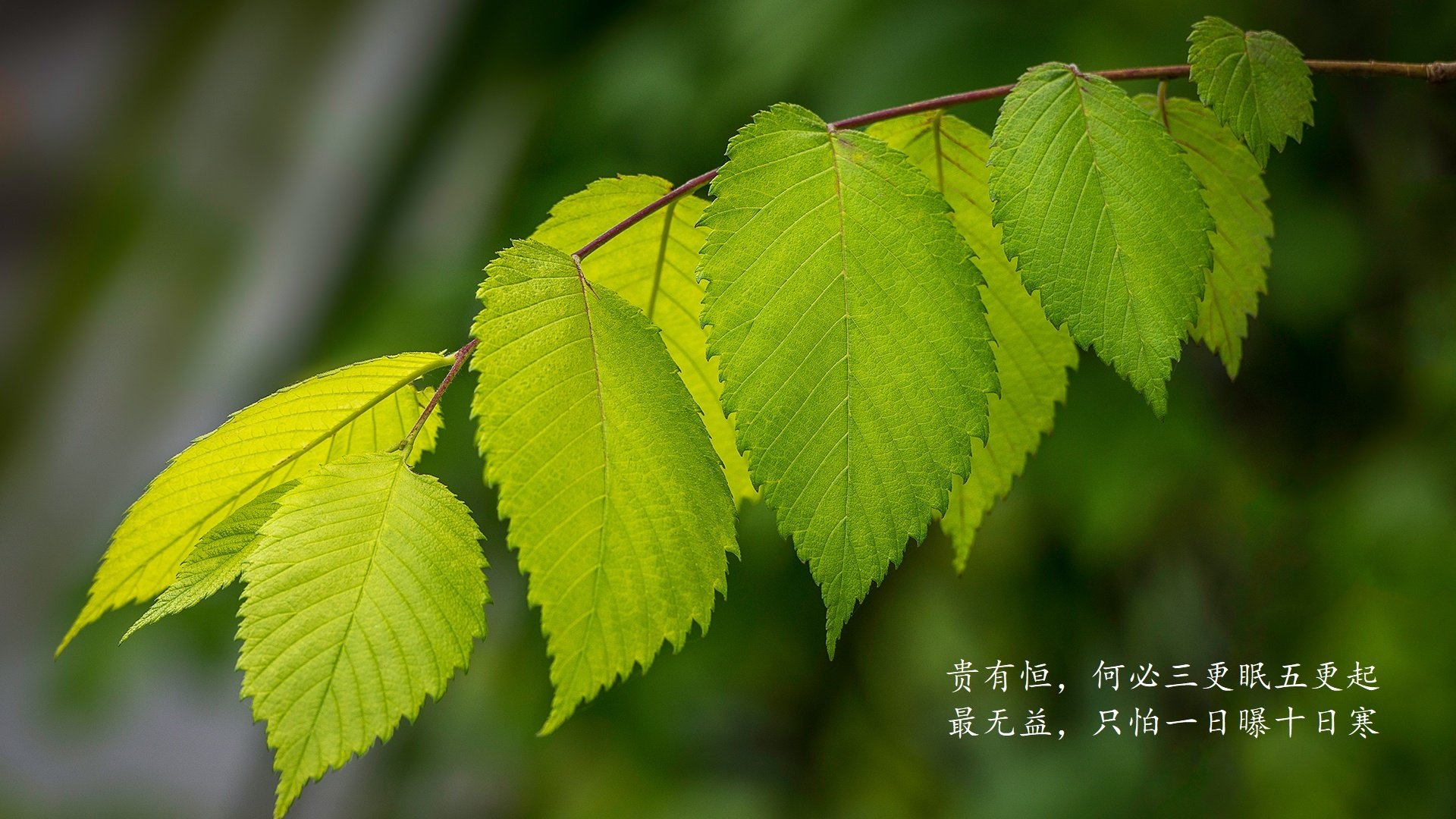 蓝色妖术与高卢铁骑,2026,当福登的非典型大师课,撕裂了罗马尼亚的钢铁城墙