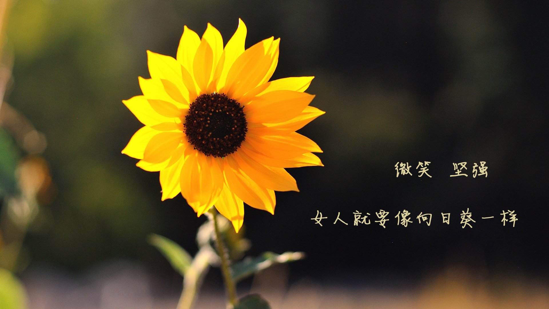 铁骑狂飙下的惊世变阵，当波斯铁骑碾过金球遗风